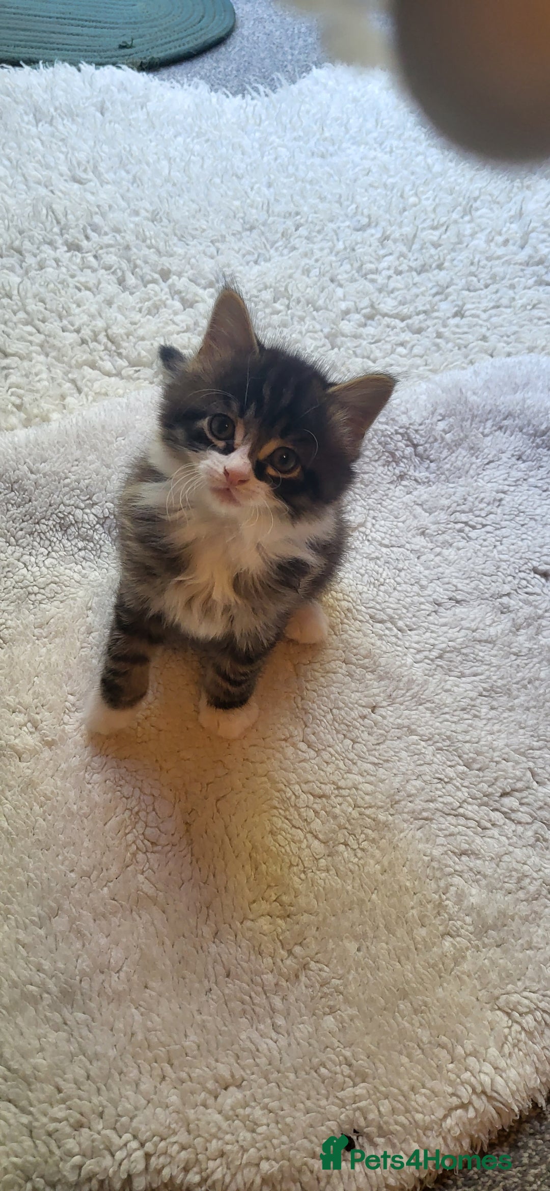 Mixed Breed cats for sale: Lovely kittens Looking for new Homes  - Image 13