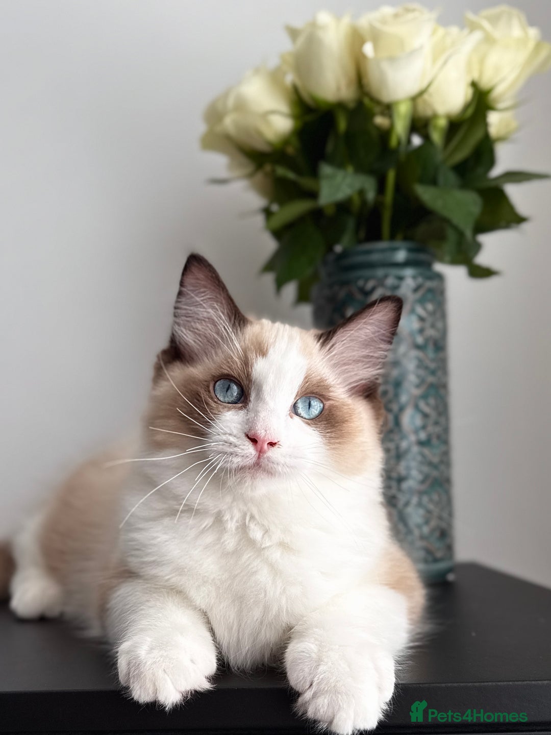 Ragdoll cats for sale: Ready to leave!!😻 Beautiful GCCF Boy Kittens - Image 8