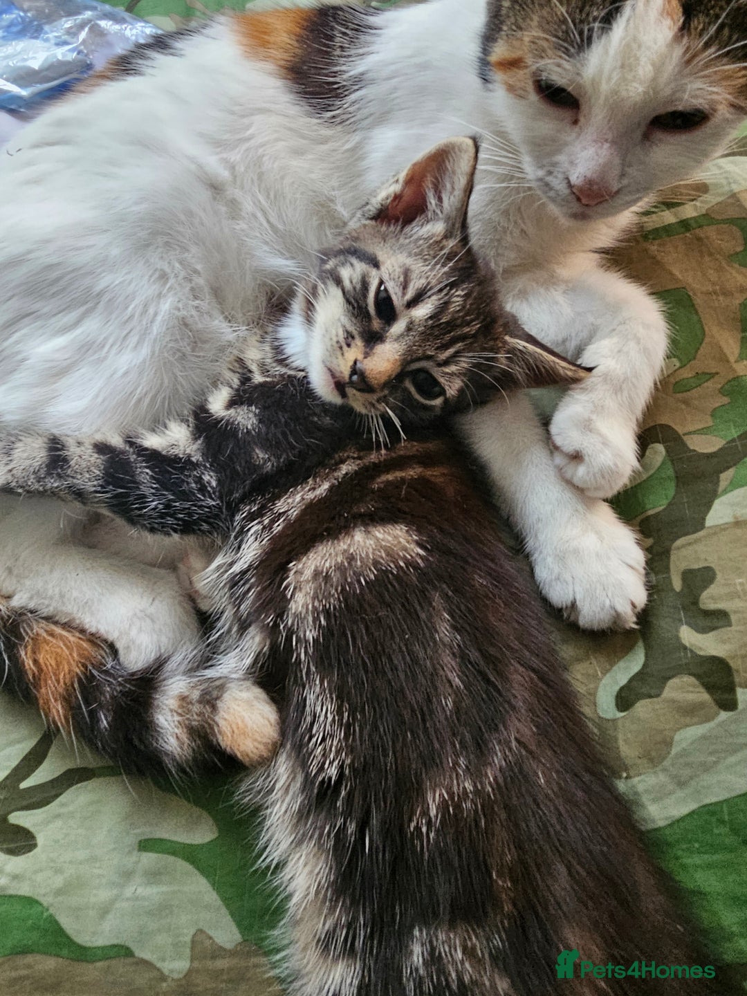 Munchkin cats for sale: Cute addorable kitten ready to leave immediately  in London - Image 1