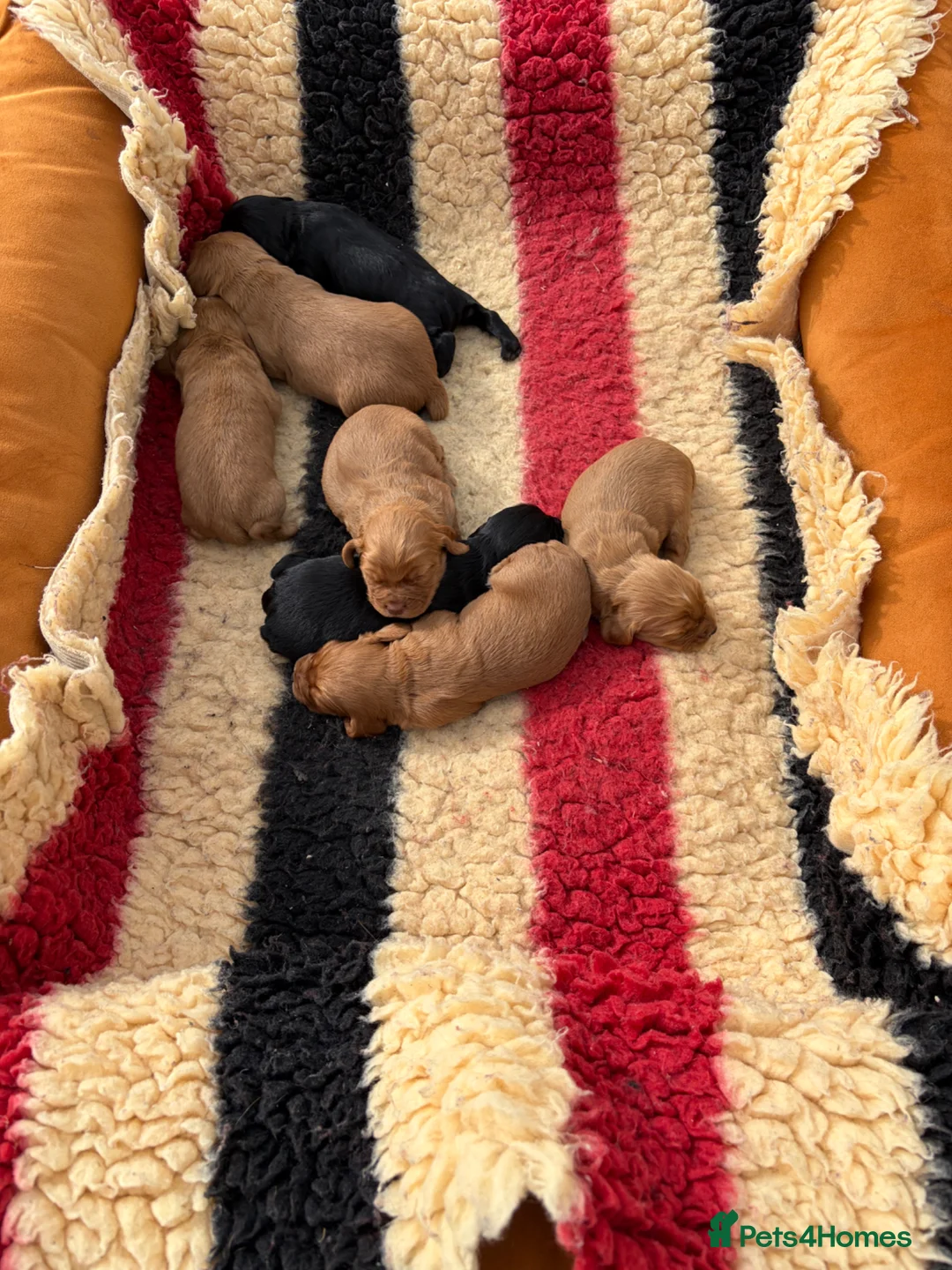 Cocker Spaniel dogs for sale: Stunning cocker spaniel puppies  - Advert 2