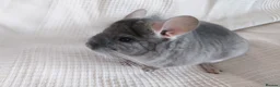 Chinchilla rodents for sale: Royal Blue RPAc male kit chinchilla - Advert 3