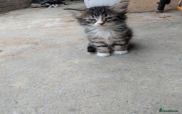 Domestic Shorthair cats for sale: 4 Playful Kittens Ready for Loving Homes!  - Image 5