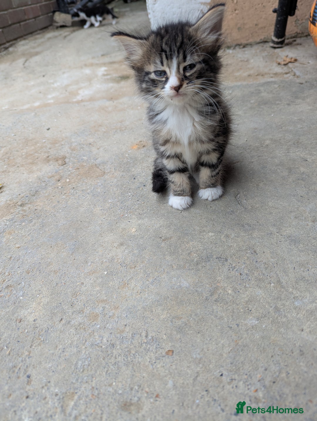 Domestic Shorthair cats for sale: 4 Playful Kittens Ready for Loving Homes!  - Image 5