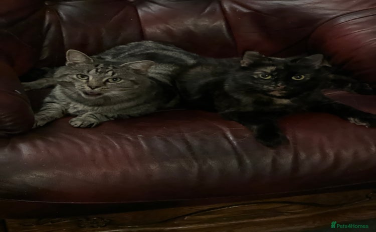 Mixed Breed cats Kittens for sale  - Advert 9