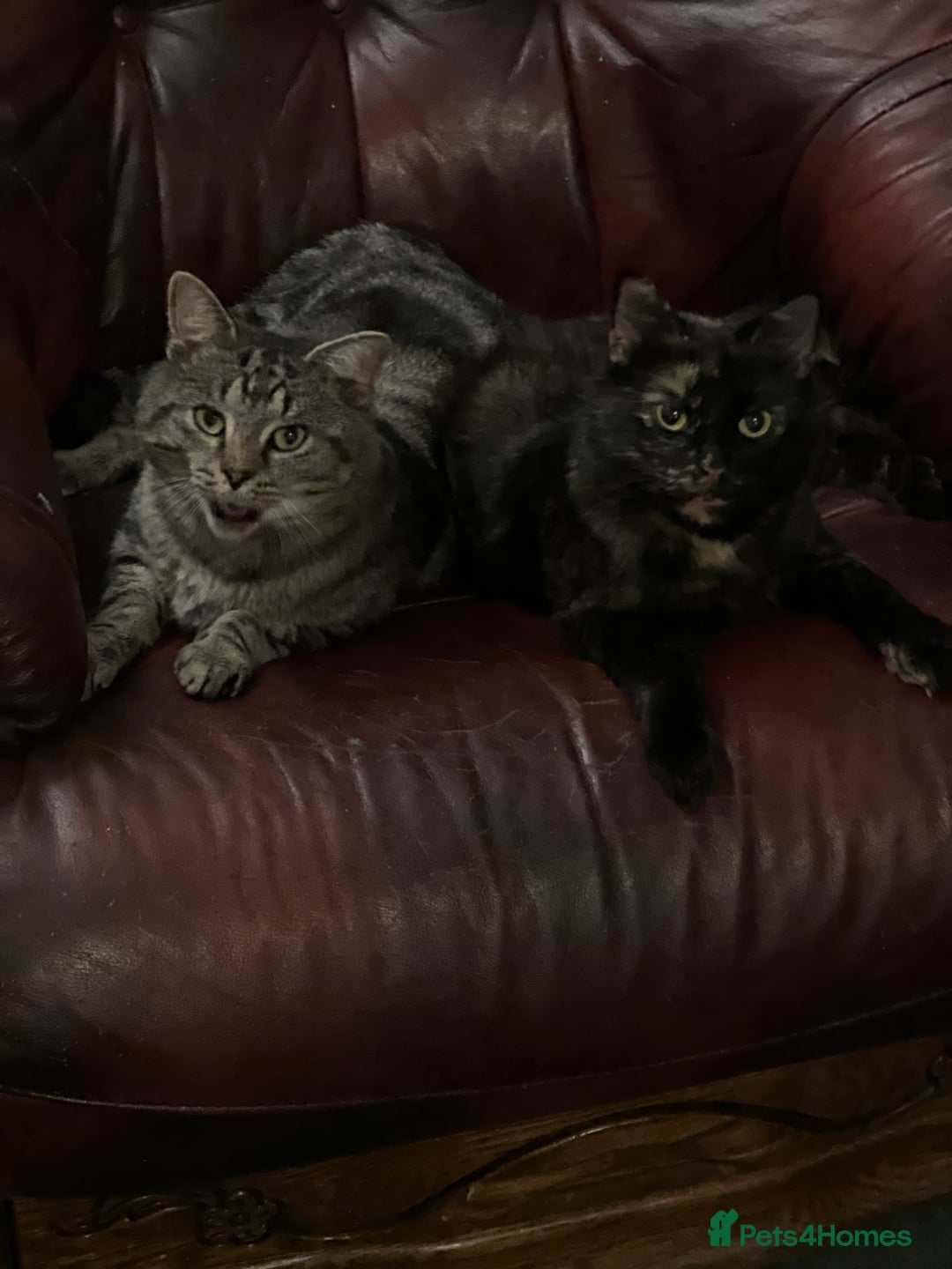 Mixed Breed cats for sale: Kittens for sale  - Advert 1