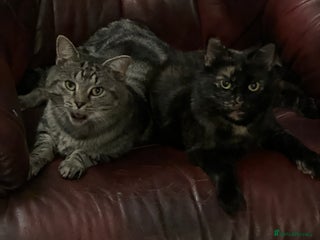 Mixed Breed cats Kittens for sale - Advert 1