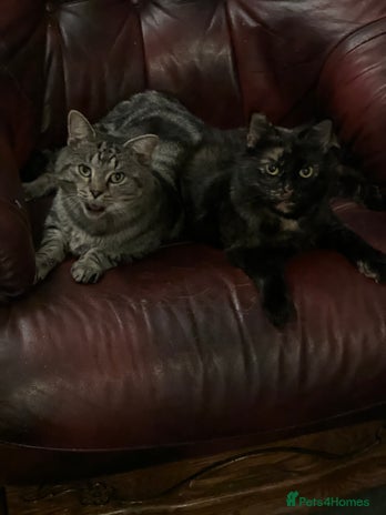 Mixed Breed cats Kittens for sale - Advert 3