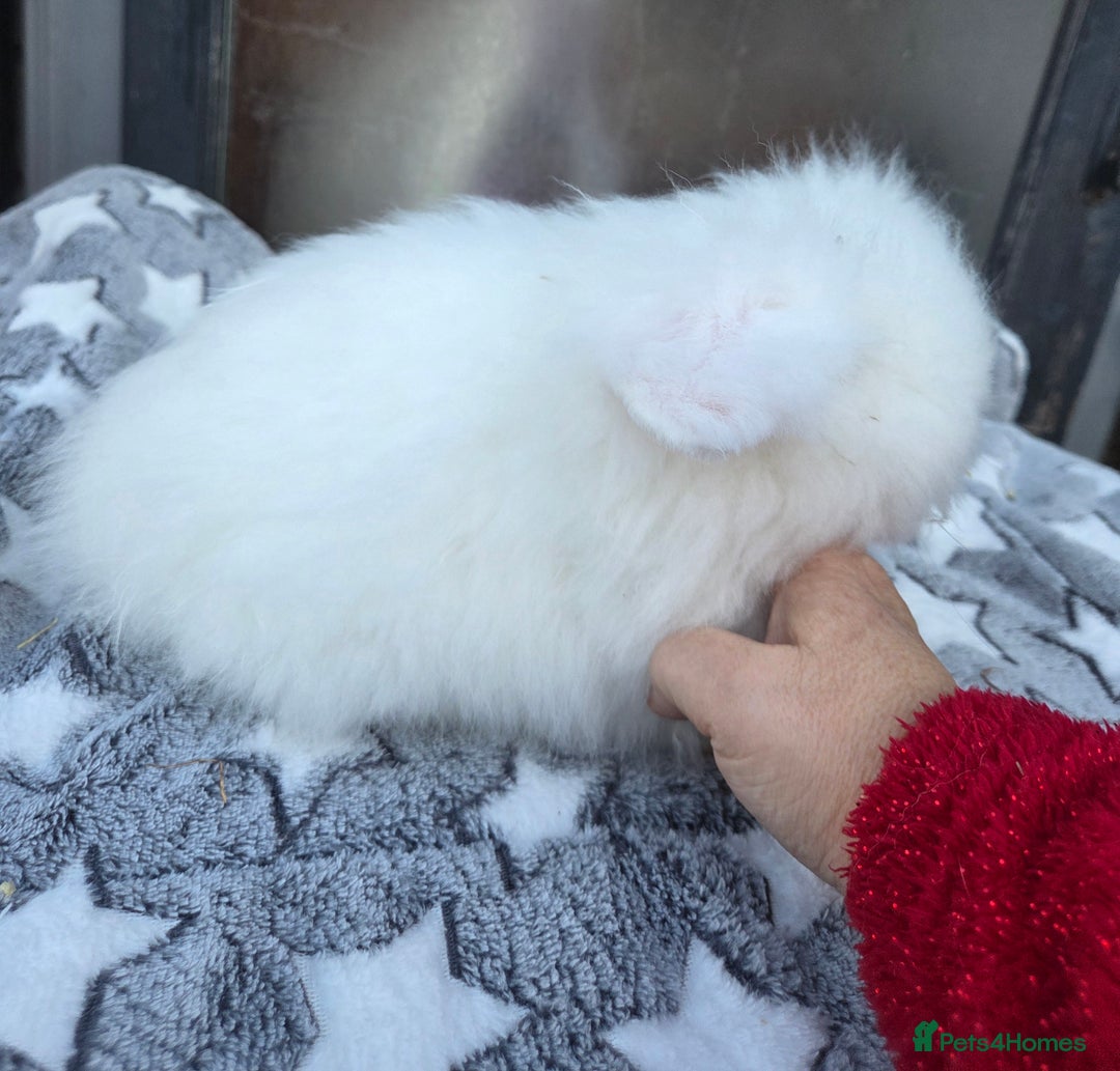 Mini Lion Lop rabbits for sale:  Male teddywidder bunnies  - Advert 32