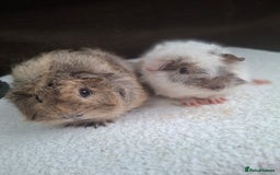 Guinea Pig rodents for sale: Baby Male Guineapigs  - Image 15