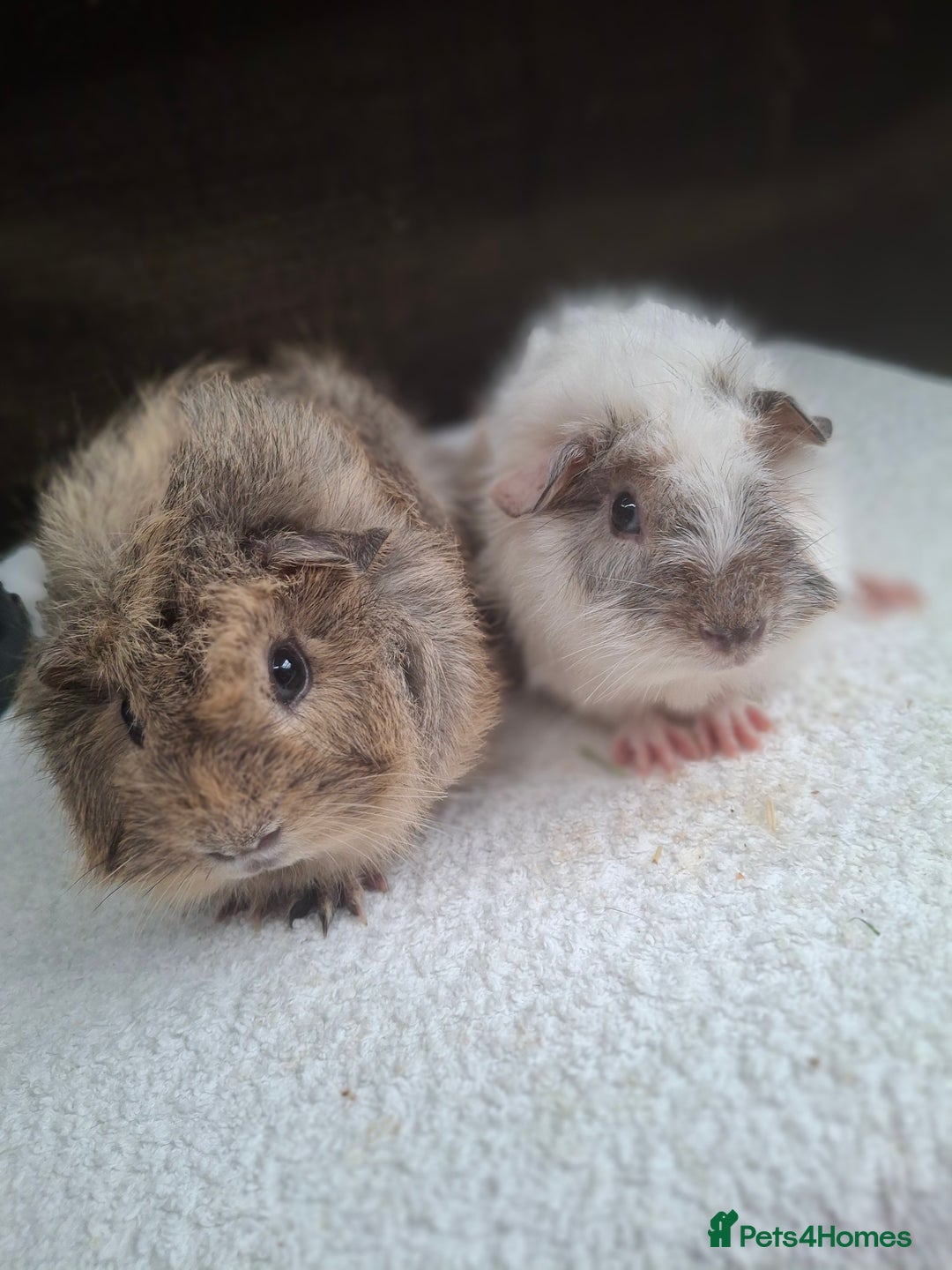 Guinea Pig rodents for sale: Baby Male Guineapigs  - Image 15