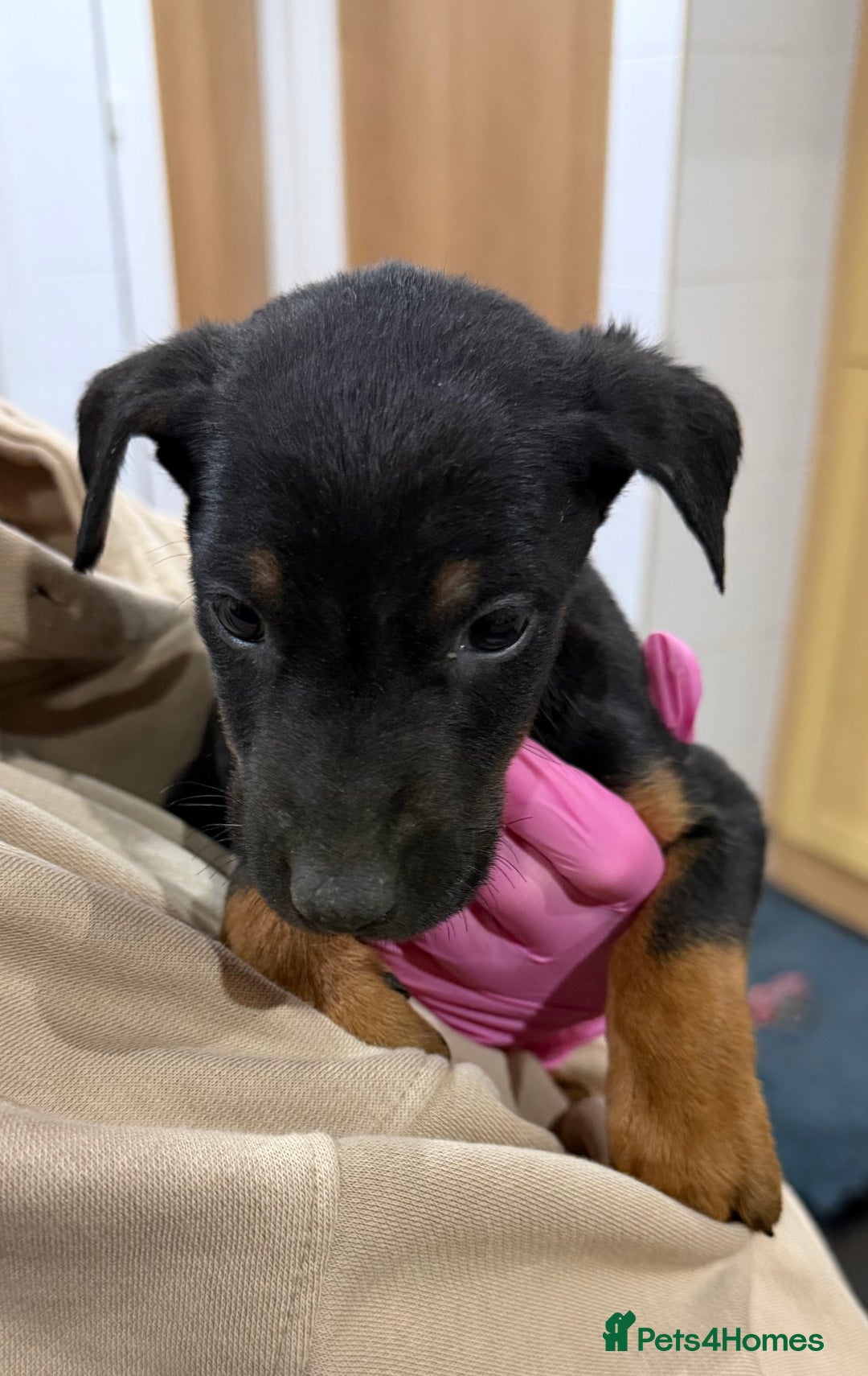 Mixed Breed dogs for sale: Doberman X puppies for sale  - Advert 19