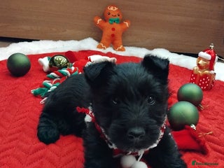 Scottish Terrier dogs Beautiful Scottish terrier puppies. - Advert 2