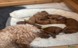 Cockapoo dogs for sale: F1 Cockapoo puppies  - Image 3
