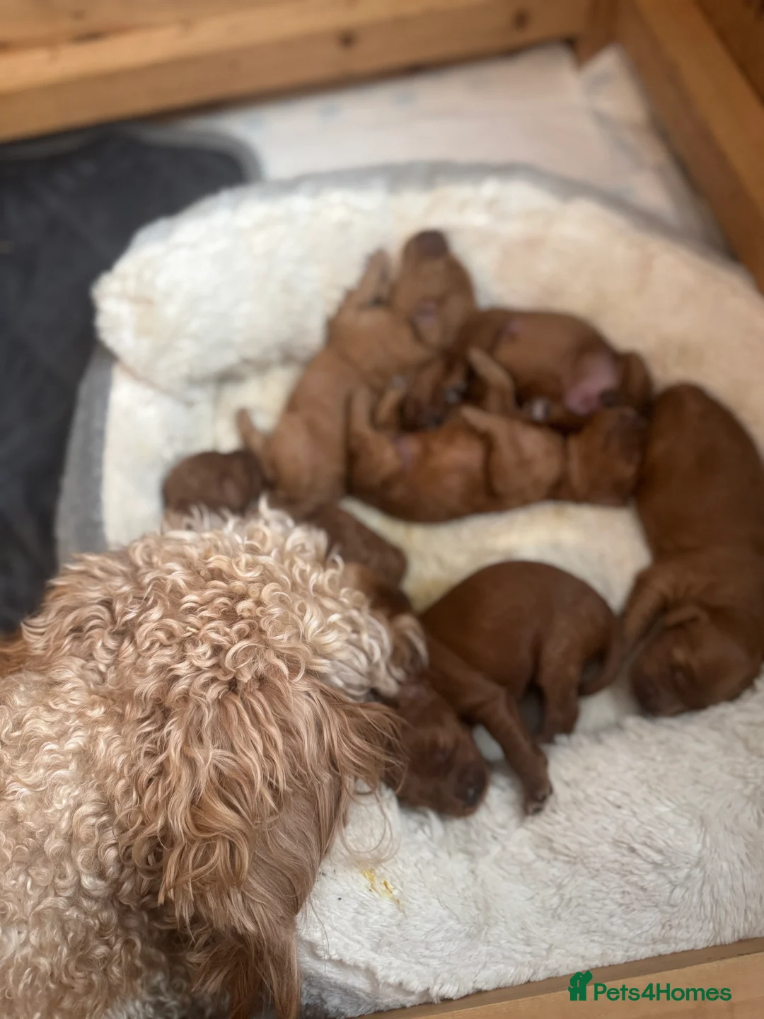 Cockapoo dogs for sale: Cockapoo Puppy  - Advert 9