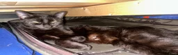 British Shorthair cats for sale: 1 Cat, 2 kittens. - Advert 3
