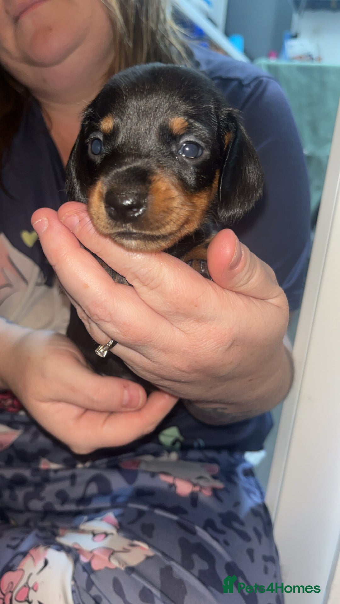 Dachshund dogs for sale: Exceptional Puppies 1 Boy boy left  - Advert 9