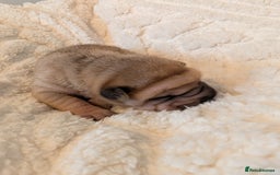 Shar Pei dogs for sale: ONLY 2 LEFT! Beautiful Champion Shar Pei Puppies!  - Image 19