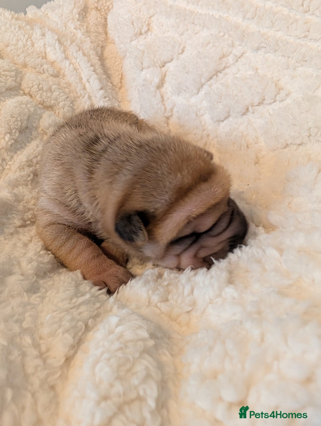 Shar Pei dogs for sale: ONLY 2 LEFT! Beautiful Champion Shar Pei Puppies!  - Image 19