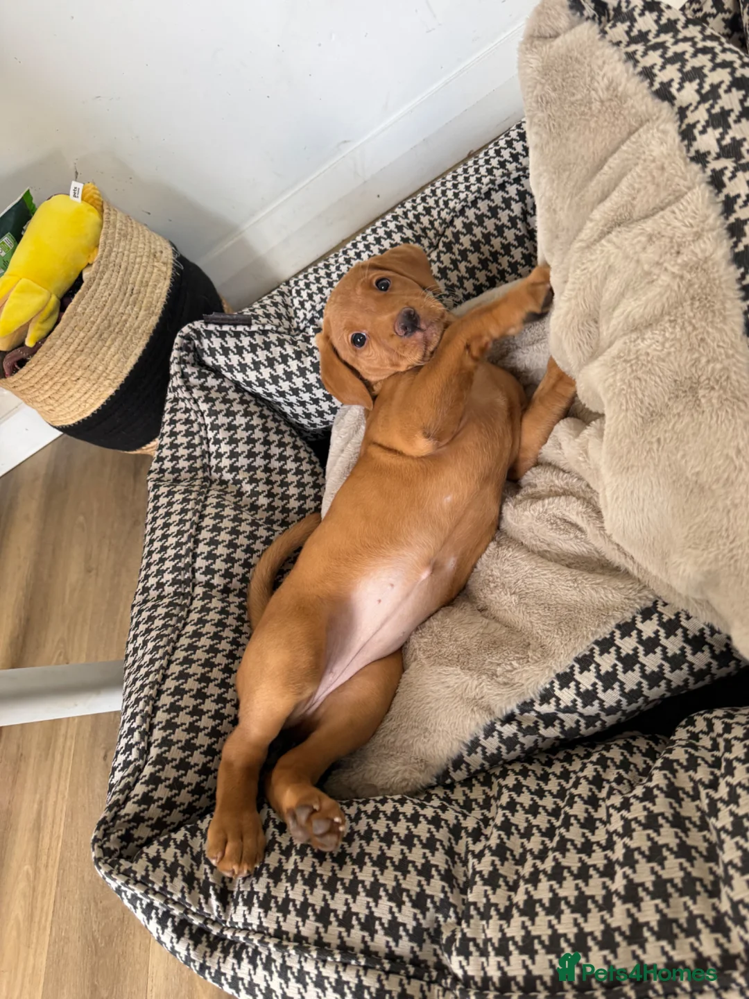 Labrador Retriever dogs for sale: Beautiful Red Fox Labrador puppy (female) RTG   - Advert 2