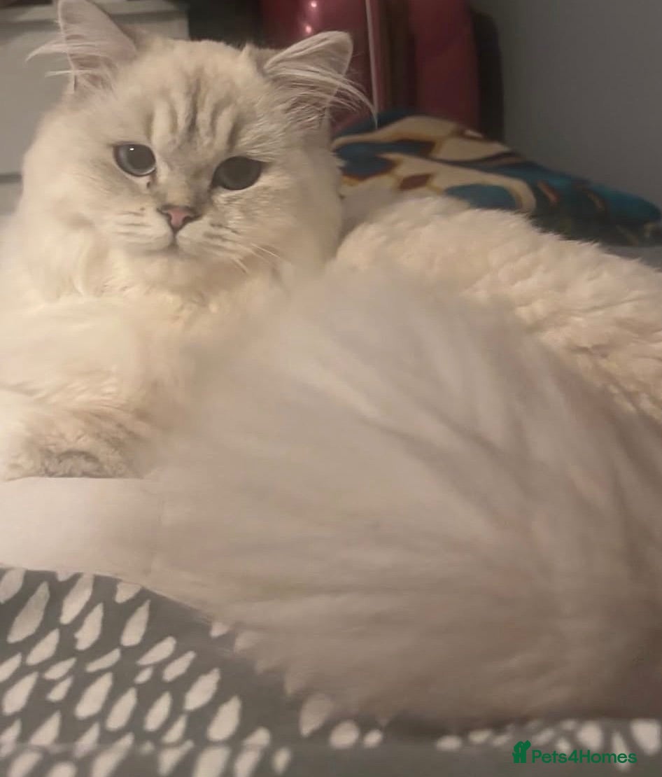 British Longhair cats Longhaired blue golden point 15 months old  - Advert 2