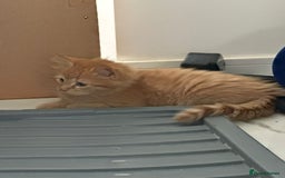 Maine Coon cats for sale: Stunning Kitten Mainecoon Girls - Image 21