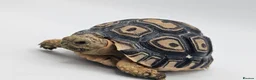 Tortoise reptiles for sale: Baby leopard tortoises ready now - Advert 1