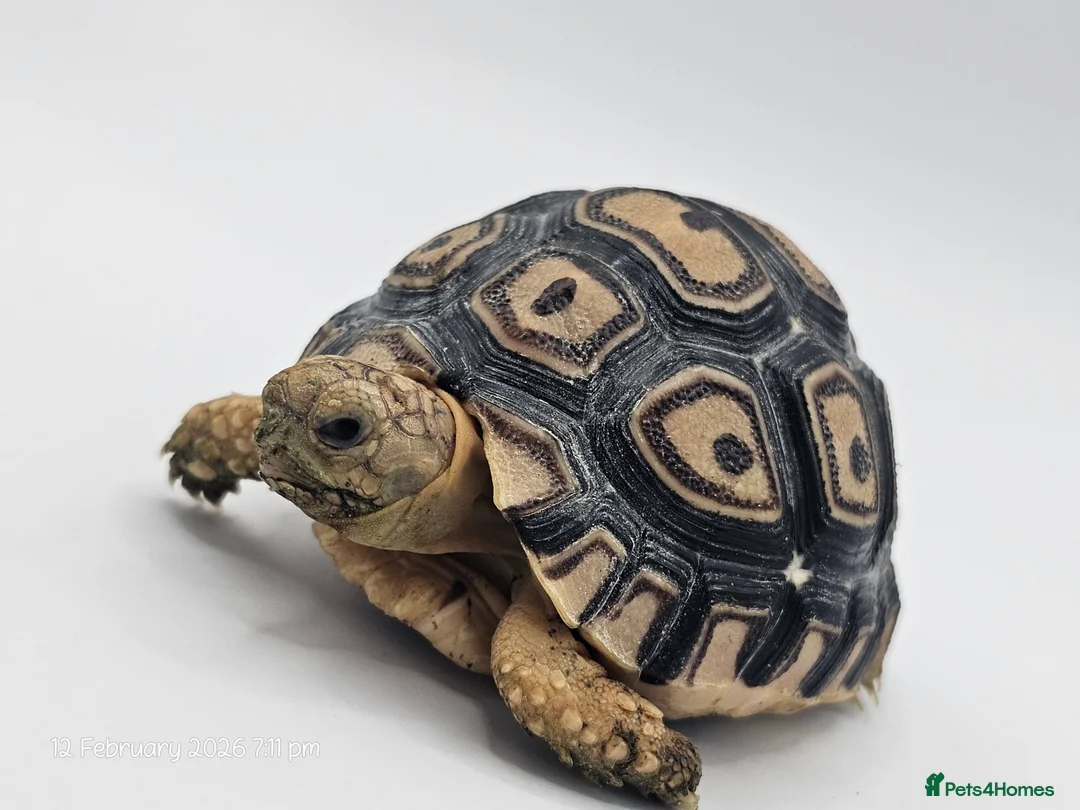 Tortoise reptiles for sale: Baby leopard tortoises ready now - Advert 1