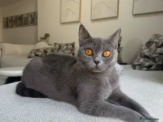 British Shorthair cats 4 British short hairs kittens - Advert 5