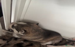 Siberian Husky dogs for sale: Siberian huskies  for sale  - Image 23