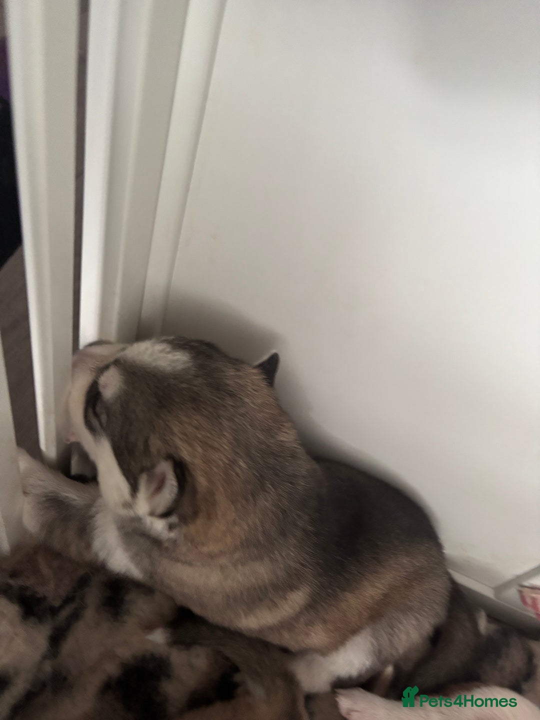 Siberian Husky dogs for sale: Siberian huskies  for sale  - Image 23