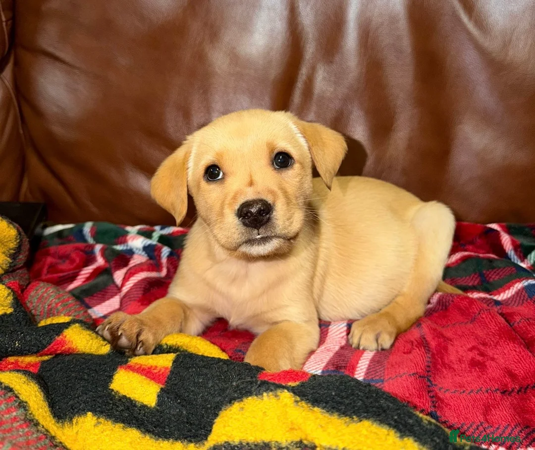 Labrador Retriever dogs for sale: Fox red kc Labrador puppies 4 remaining ready now  - Advert 7