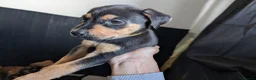 Mixed Breed dogs for sale: Mixed breed shepherds for sale - Advert 15