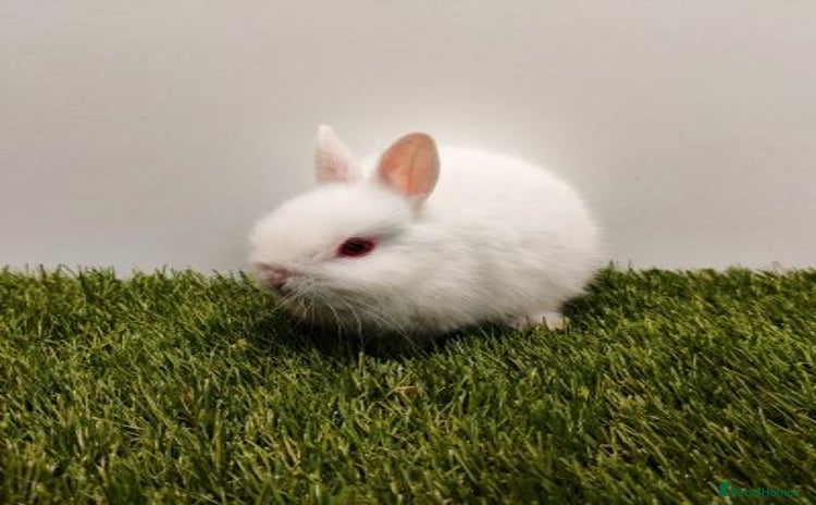 Netherland Dwarf rabbits - Advert 8