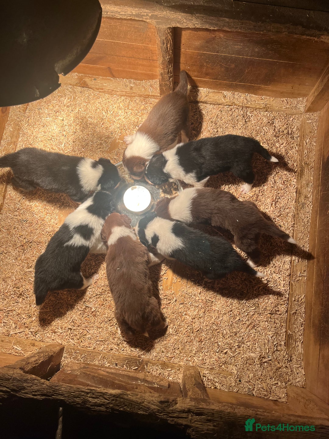 Border Collie dogs for sale: Border collie pups - Advert 6