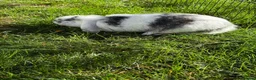 Mini Lop rabbits for sale: 2 beautiful girls  in Chorley - Advert 3