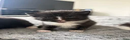 Mixed Breed cats for sale: 8 beautiful kittens for sale❤️ - Advert 5
