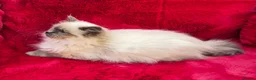 Ragdoll cats for sale: GCCF Registered Ragdoll Kittens  - Advert 23