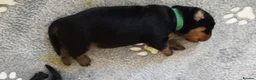 Rottweiler dogs for sale: ROTTWEILER PUPS- ALL RESERVED  - Advert 24