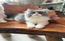Persian cats for sale: Pure pedigree Persian kittens in London Chelsea  in London - Image 15