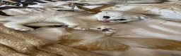 Scottish Fold cats for sale: Snow spot Scottish fold kittens - Advert 8