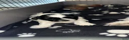 Shih Tzu dogs for sale: Shih Tzu puppies  in Mansfield - Advert 4