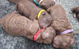 Lagotto Romagnolo dogs for sale: Lagotto Romagnolo, pure breed, KC reg litter - Image 15