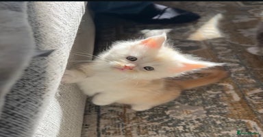 Maine Coon cats - Advert 1