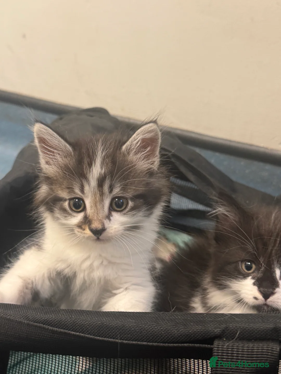 Mixed Breed cats for sale: 3/4 Maine coon long haired  - Advert 10