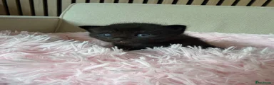 Mixed Breed Kitten 5