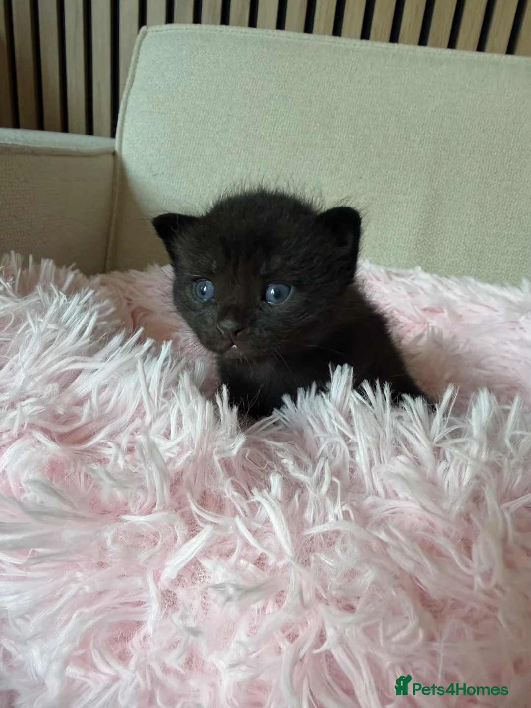 Mixed Breed cats for sale: Beautiful Teddy bear Devon Rex Cross - Advert 16
