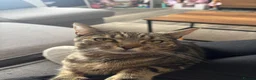 Domestic Shorthair cats for sale: Kittens for sale  - Advert 1