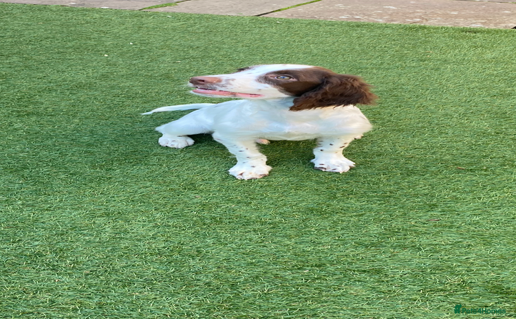 English Springer Spaniel dogs - Advert 2