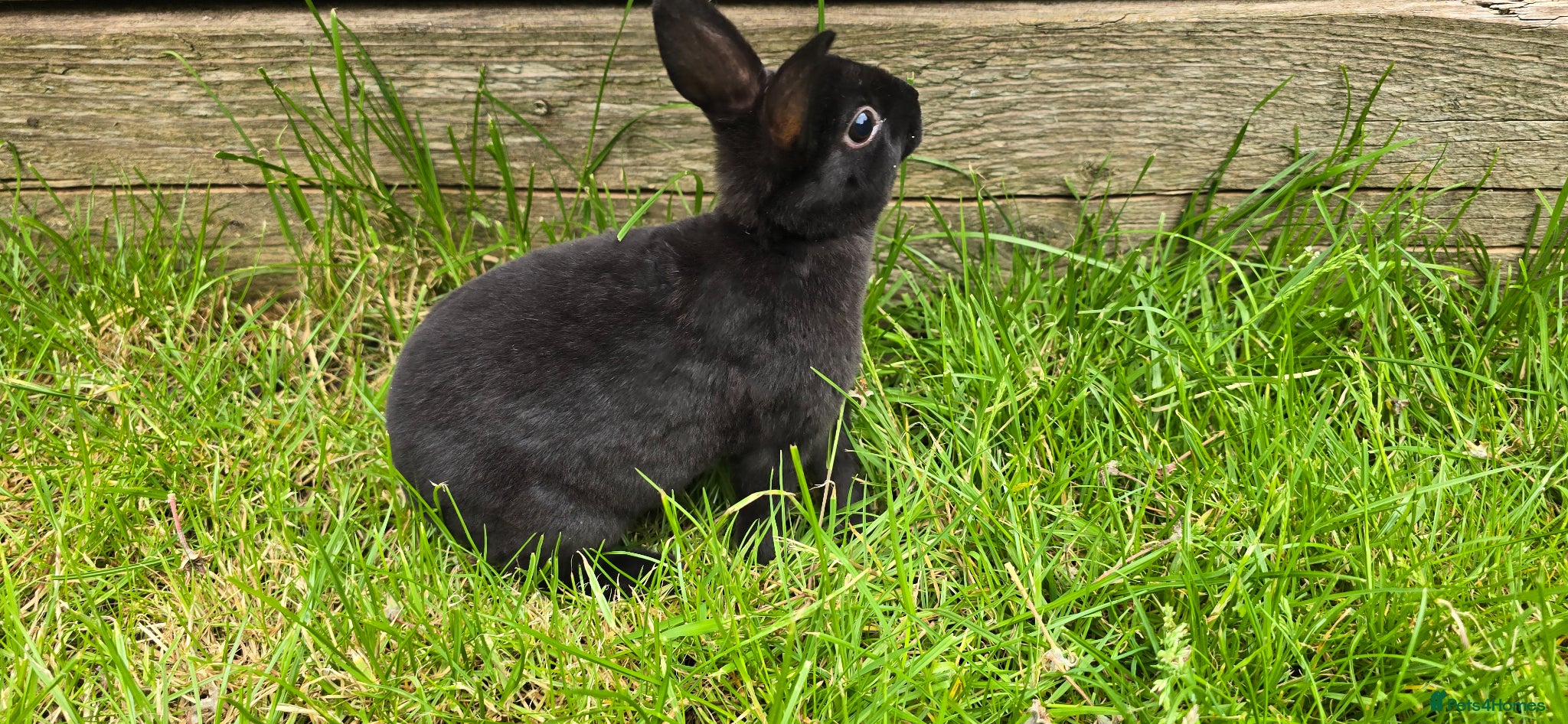 Rex rabbits for sale: 1 Mini rex buck - Advert 4