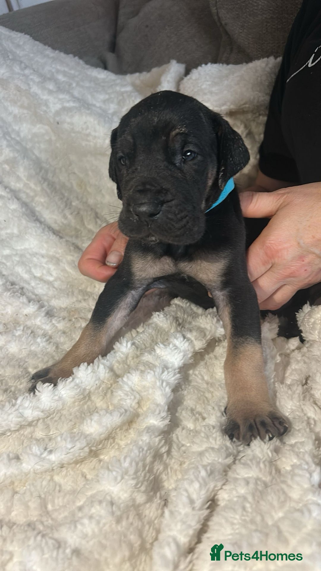 Great Dane dogs for sale: Great dane puppies for sale  - Image 15